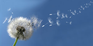 Allergologia Vergiate Varese