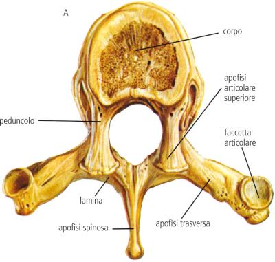 A: Una vertebra toracica dall'alto. Il processo spinoso è centrato verso il basso.